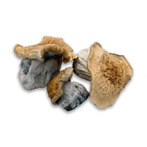 ALBINO BLUEY VITTION